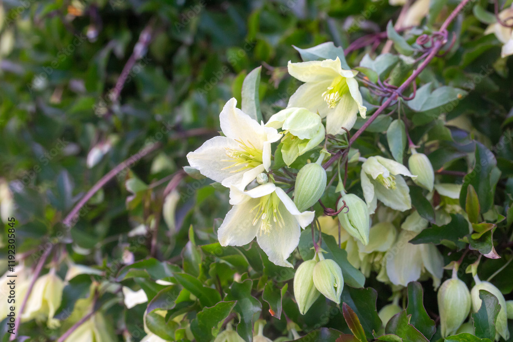 Fototapeta premium Botany. Clematis cirrhosa is a species of flowering plant in the family Ranunculaceae, native to the Mediterranean.