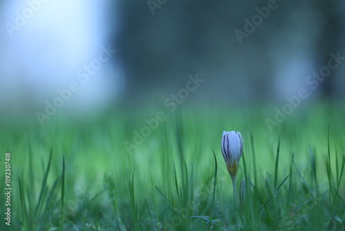 fiore di croco nel prato in inverno photo