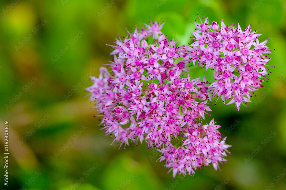 The dense vegetation in the fields of the North China Plain, the colorful wild flowers, and the beautiful concept of nature The dense vegetation in the fields of the North China Plain, the colorful wild flowers, and the beautiful concept of nature