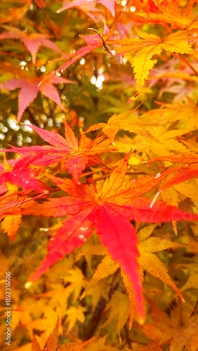 美しいグラデーションの紅葉の葉