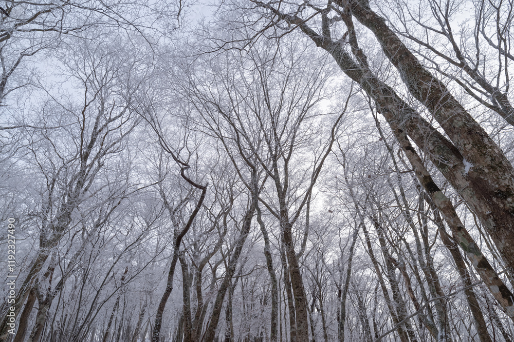 見上げると青空が広がる霧氷の森 見上げると青空が広がる霧氷の森