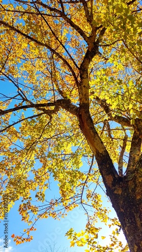紅葉の美しい銀杏の木の下からの写真