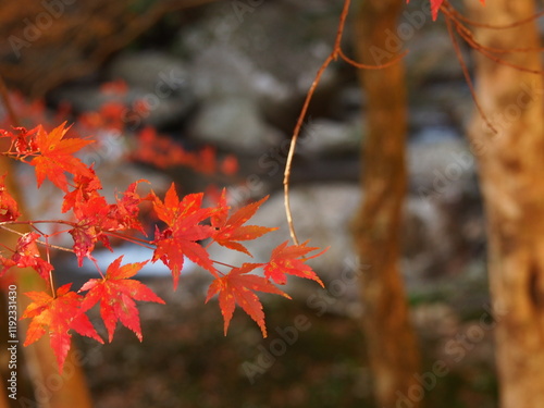 グラデーションの美しい紅葉の葉のアップ