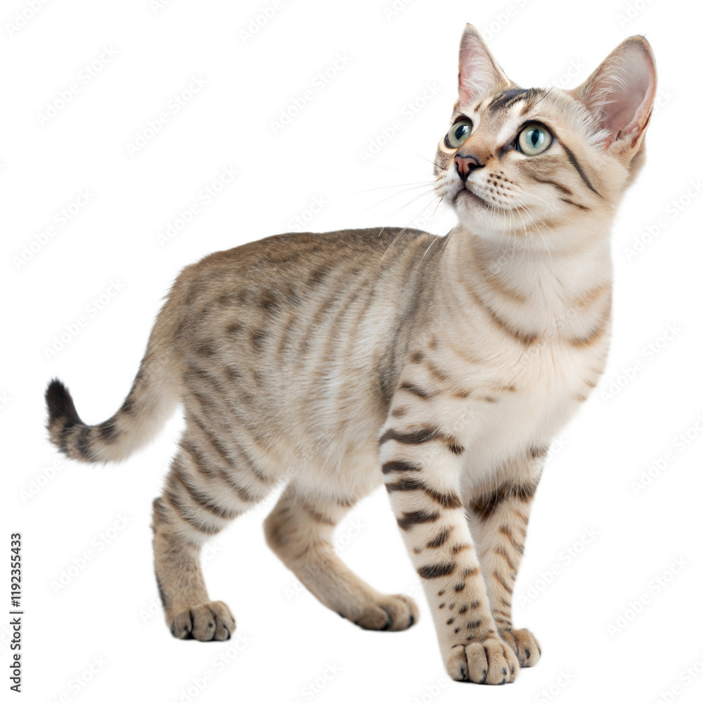 Obraz premium Australian-mist AI Generated Image