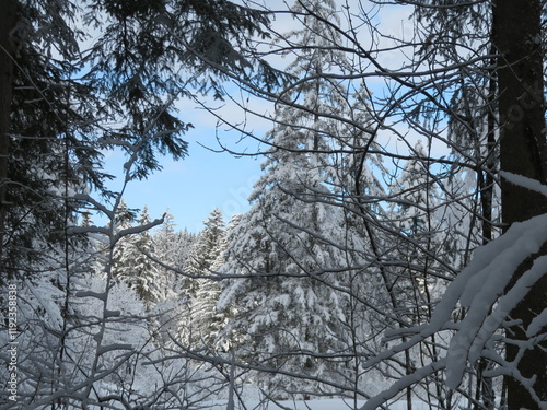 Winterliche Bäume im Allgäu photo