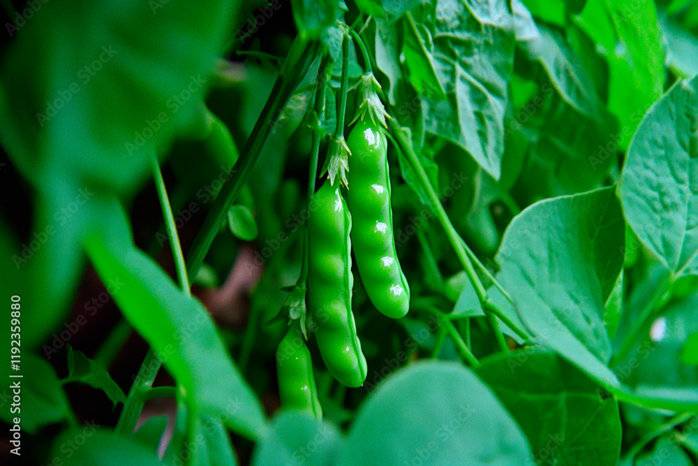 A close-up of a bright green pea pod nestled among the lush foliage of a blooming garden, highlighting a bountiful harvest of fresh organic vegetables. A close-up of a bright green pea pod nestled among the lush foliage of a blooming garden, highlighting a bountiful harvest of fresh organic vegetables.