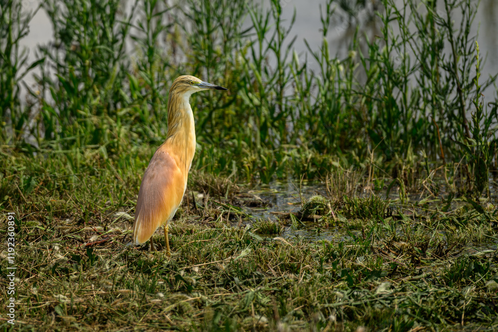 Fototapeta premium A squacco heron hunting, Marievale Bird Sanctuary, South Africa