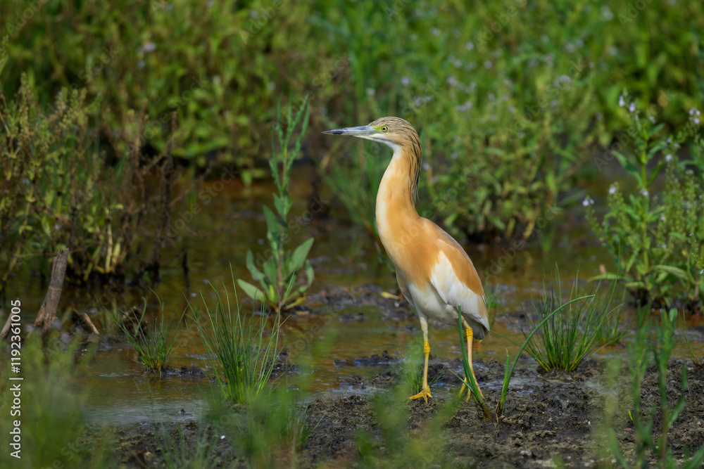 A squacco heron hunting, Marievale Bird Sanctuary, South Africa A squacco heron hunting, Marievale Bird Sanctuary, South Africa