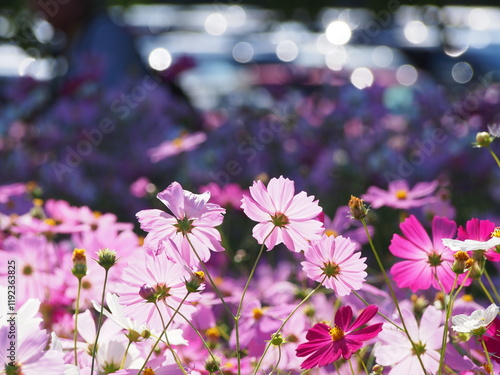 コスモス畑で撮った美しい花の瞬間