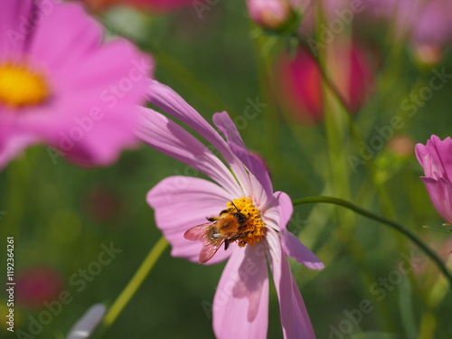 コスモス畑で撮った美しい花の瞬間