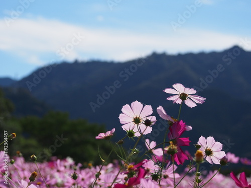 コスモス畑で撮った美しい花の瞬間