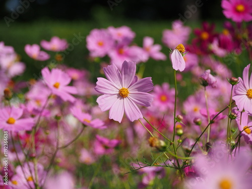 コスモス畑で撮った美しい花の瞬間