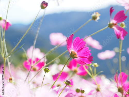 コスモス畑で撮った美しい花の瞬間