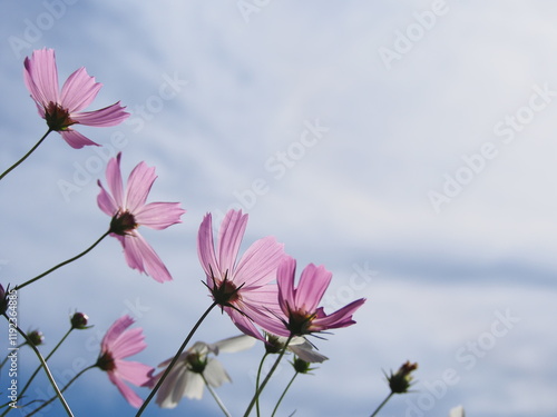 コスモス畑で撮った美しい花の瞬間