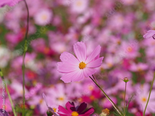 コスモス畑で撮った美しい花の瞬間