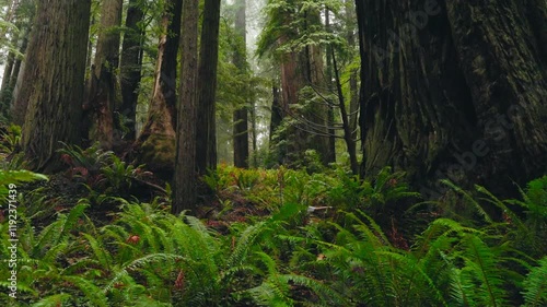 Wallpaper Mural Tall Trees A young girl walks in the Redwoods Torontodigital.ca