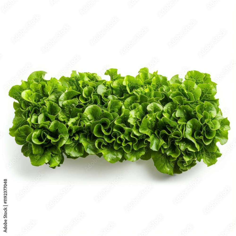 Obraz premium Close up of vibrant green lettuce, emphasizing its textured and wavy leaves, isolated on a white background