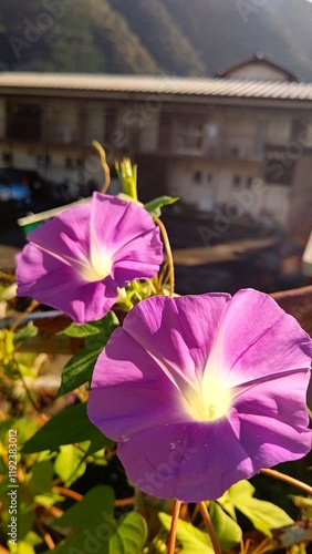 太陽の朝日に照らされた美しい朝顔の瞬間