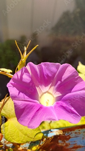 太陽の朝日に照らされた美しい朝顔の瞬間