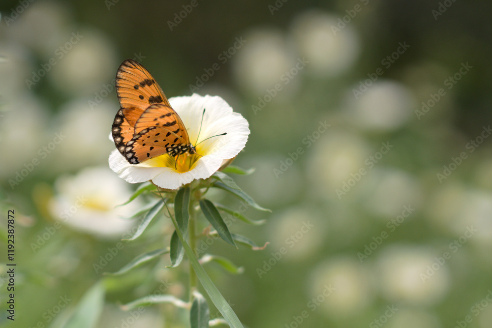 Close-Up of an Orange Butterfly on a White Flower with Green Bokeh Background - Nature and Wildlife Photography Close-Up of an Orange Butterfly on a White Flower with Green Bokeh Background - Nature and Wildlife Photography