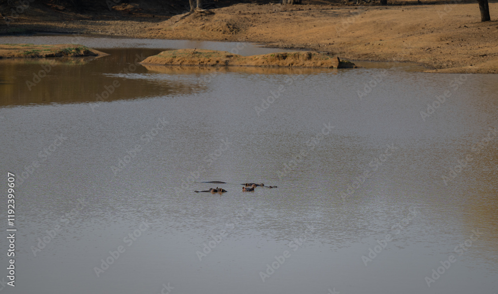 African animals Hippos called hippopotamus - Hippo, in Kruger National Park South Africa