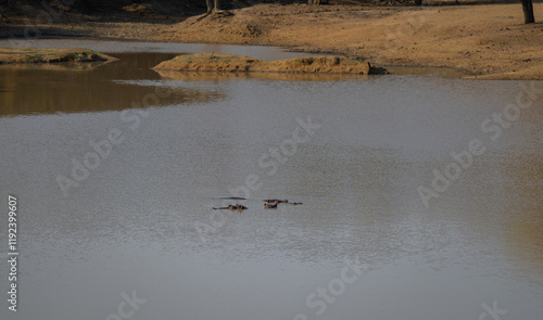 Obraz na płótnie African animals Hippos called hippopotamus - Hippo, in Kruger National Park South Africa w salonie