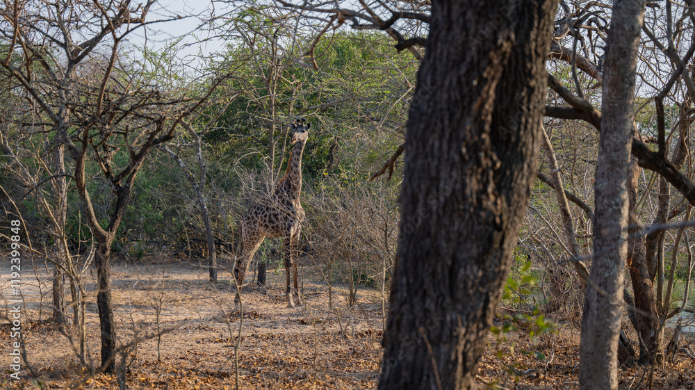 Afrikanische Tiere Giraffe im Busch vom Krüger National Park - Kruger Nationalpark Südafrika