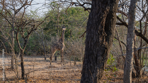 Obraz na płótnie Afrikanische Tiere Giraffe im Busch vom Krüger National Park - Kruger Nationalpark Südafrika w salonie