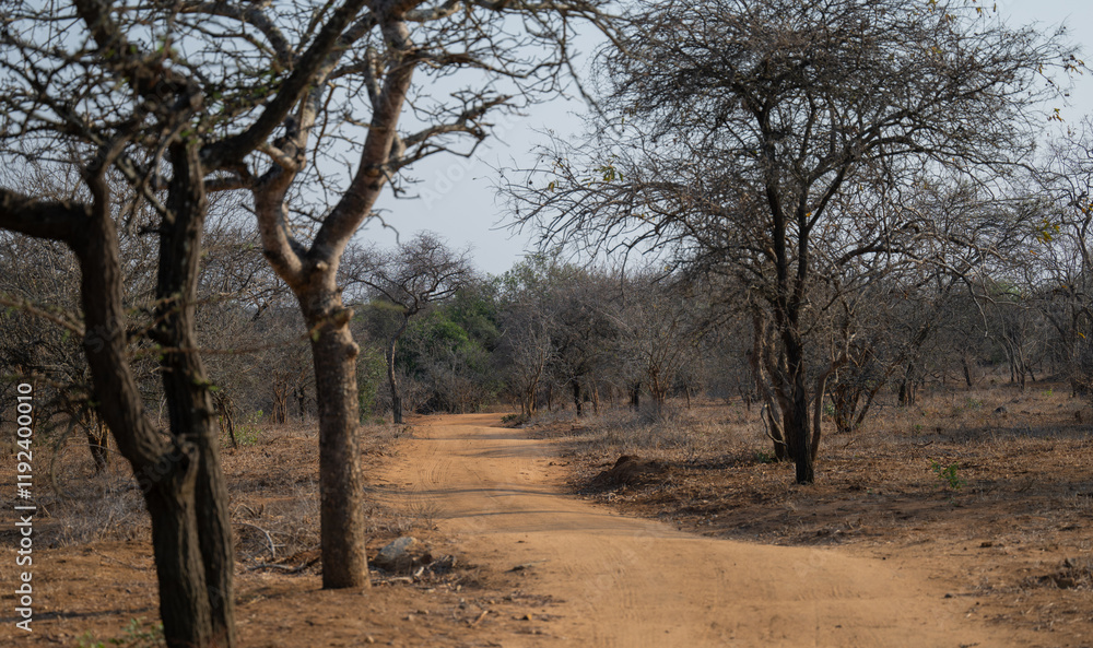 Landschaftsbild - Flora Botanik Busch im Krüger National Park - Kruger Nationalpark Südafrika