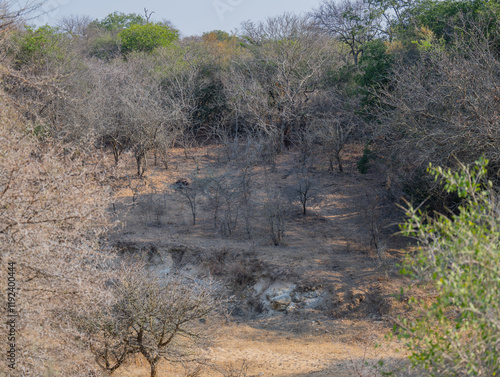 Obraz na płótnie Landscape - Flora Botany Bush in Kruger Nationalpark w salonie