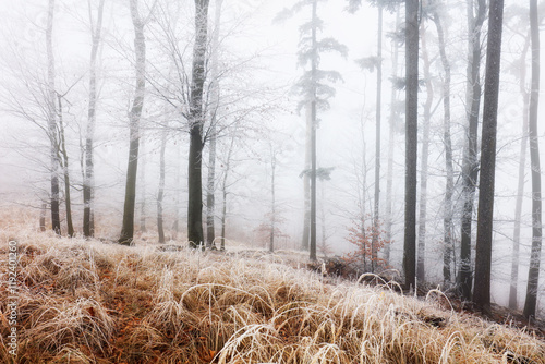 Winter forest in the mountains. Majestic winter treet photo