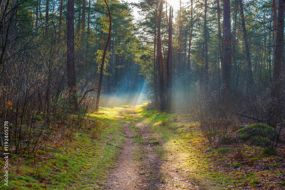 Forest in mist, fog, haze and sunbeams in winter, Lage Vuursche, Utrecht, Netherlands, January 11, 2025 Forest in mist, fog, haze and sunbeams in winter, Lage Vuursche, Utrecht, Netherlands, January 11, 2025