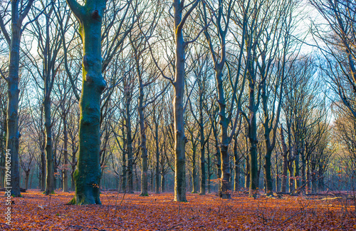 Forest in mist, fog, haze and sunbeams in winter, Lage Vuursche, Utrecht, Netherlands, January 11, 2025 photo