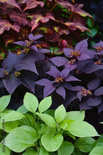 Dark purple and green foliage showcasing vibrant plant life against a contrasting black background photo