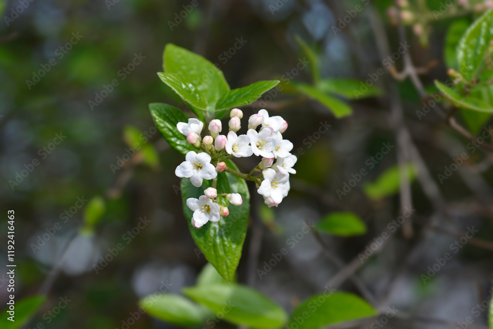 Korean spice viburnum Korean spice viburnum