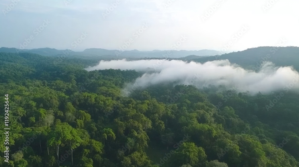 Aerial view of a foggy forest with clouds rolling over treetops. Aerial view of a foggy forest with clouds rolling over treetops.
