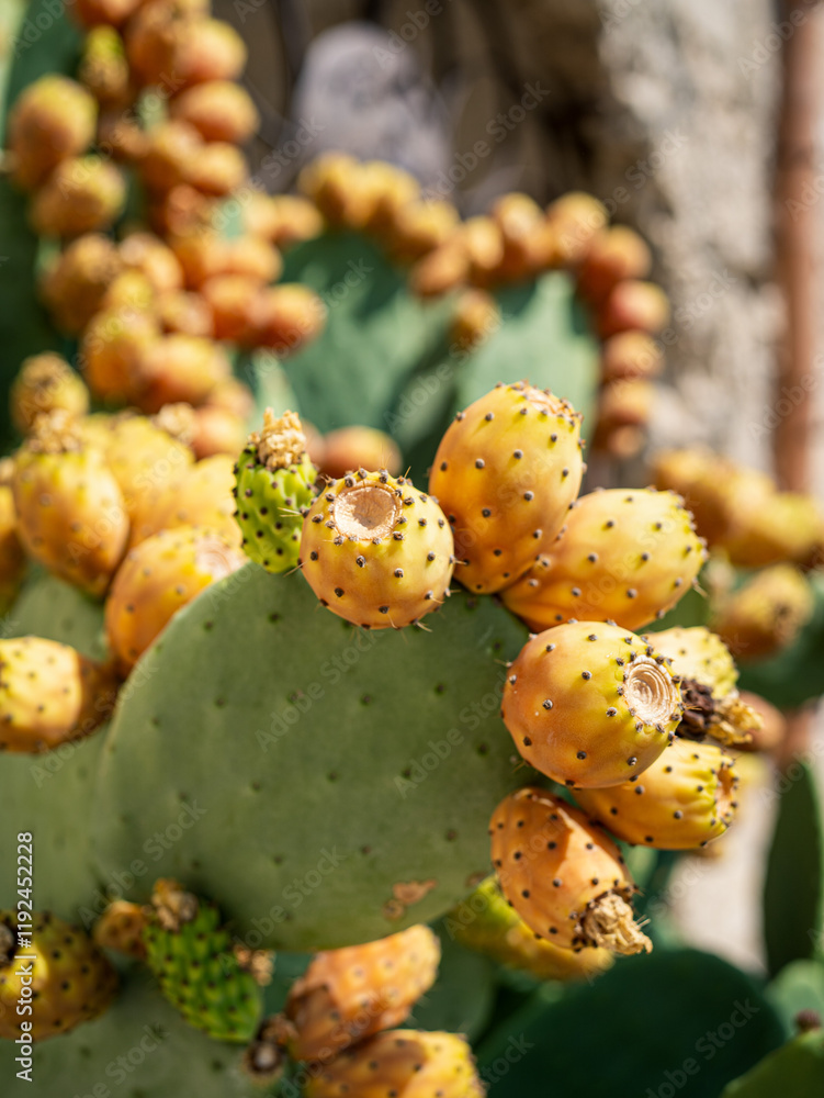prickly cactus prickly cactus