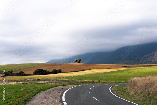 A curving road meanders through a vibrant agricultural landscape, featuring a solitary tree set against a dramatic sky, inviting exploration and introspection. photo