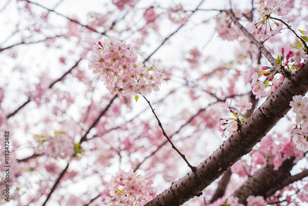桜 桜