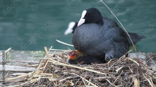 coot water bird in nest with newborn chicks lake garda