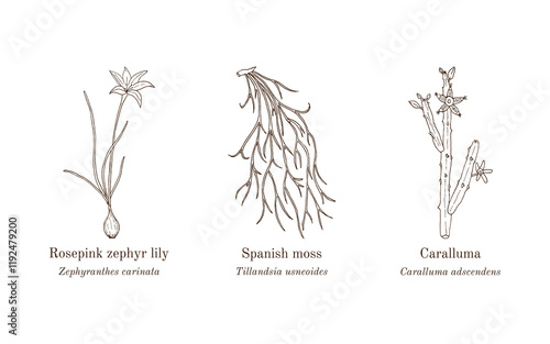 Collection of edible and medicinal plants