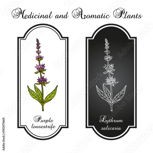 Purple loosestrife (Lythrum salicaria), edible and medicinal plant. Hand drawn vector illustration