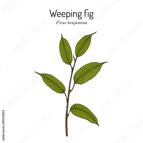 Weeping or benjamin fig (Ficus benjamina), ornamental plant. Hand drawn vector illustration