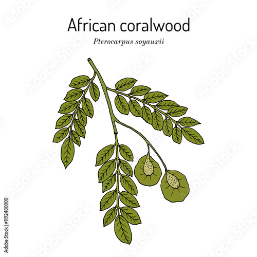 African coralwood (Pterocarpus soyauxii), medicinal plant. Hand drawn vector illustration