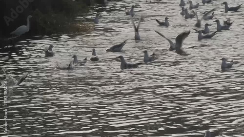 seagull marsh bird lakes and rivers Europe