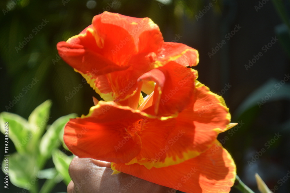 Naklejka premium Close up photo of Red Canna Indica or Indian Shot flower in the garden