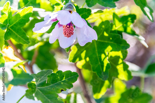 Lavatera acerifolia pertenece a la familia de Malvaceae. photo