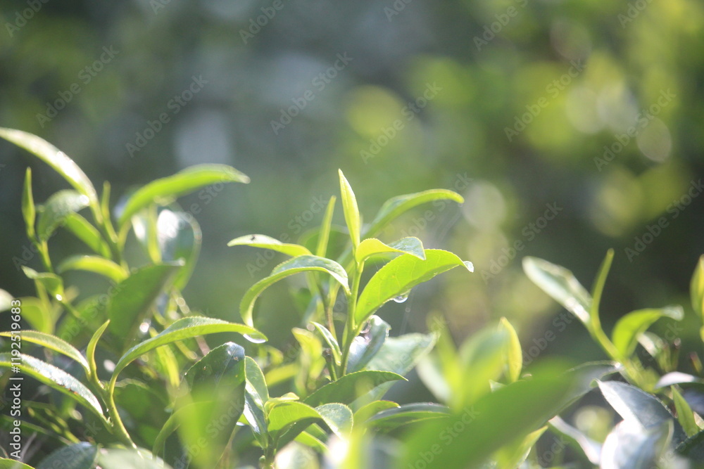 Obraz premium A close up of green leaves on a plant
