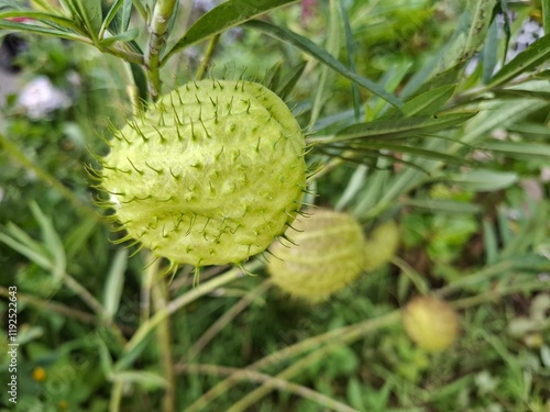 Gomphocarpus fruticosus is a species of plant native to South Africa.  photo