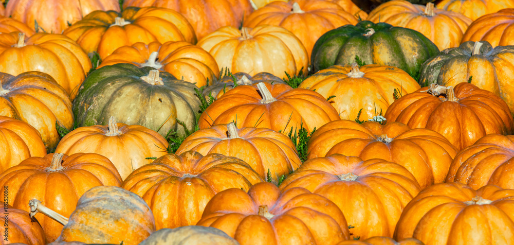 Full frame background of Pumpkins. Many Pumpkins on the hay. Autumn background. Halloween Thanksgiving Autumn Harvest background